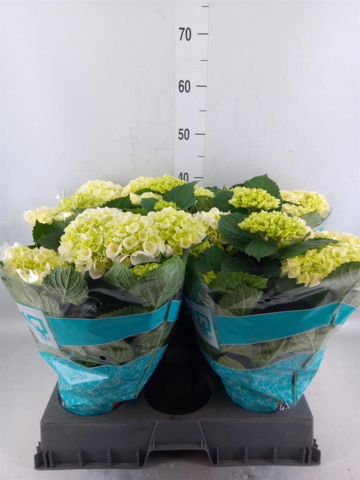 <h4>Hydrangea mac. 'Hi Ice'</h4>