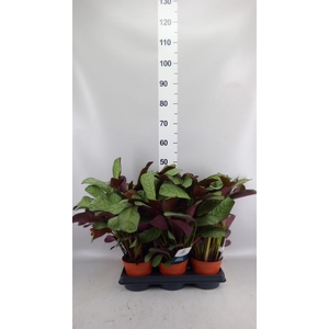 Ctenanthe burle-marxii 'Amagris'