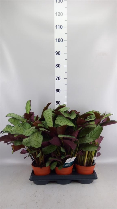 <h4>Ctenanthe burle-marxii 'Amagris'</h4>