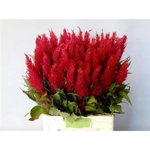Cel P Century Rood