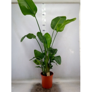 Strelitzia nicolai