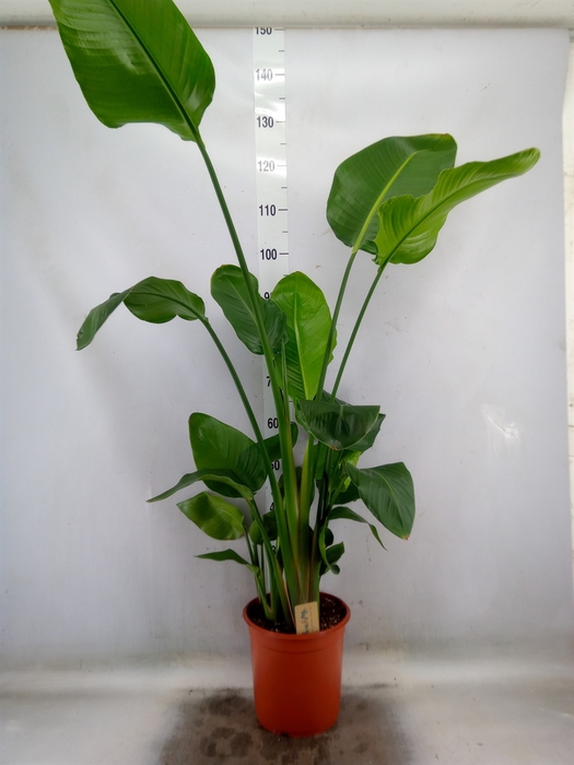 <h4>Strelitzia nicolai</h4>