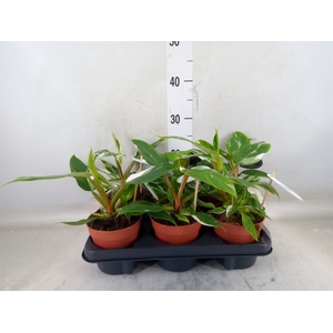 Philodendron   ...