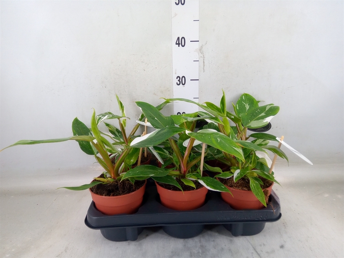 <h4>Philodendron   ...</h4>