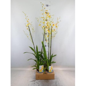 Oncidium   ...