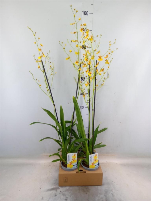 <h4>Oncidium ...</h4>