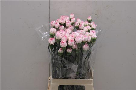 <h4>Di St Pastel Damascu</h4>
