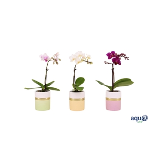 Dolomite Horizon Pastel Tiny Dolls Mix 1T7+ Aqu@