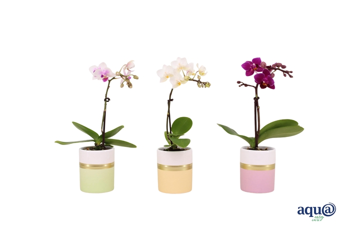 <h4>Dolomite Horizon Pastel Tiny Dolls Mix 1T7+ Aqu@</h4>