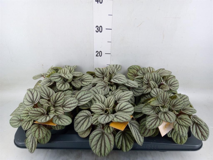 <h4>Peperomia</h4>