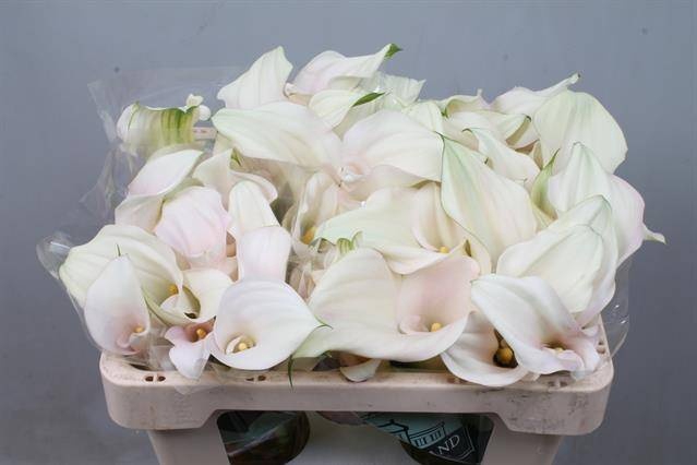 <h4>Calla Captain Ventura Double Kallaland</h4>