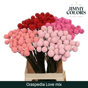 Craspedia Painted