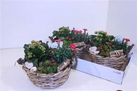 <h4>Arr Tuinplanten</h4>
