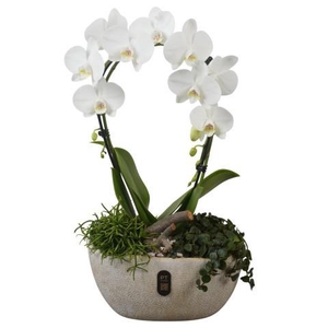 PTIB5340 Arrangement Indoor in keramiek pot ovaal