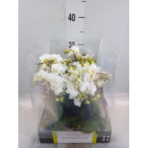 Phalaenopsis multi.   ...white