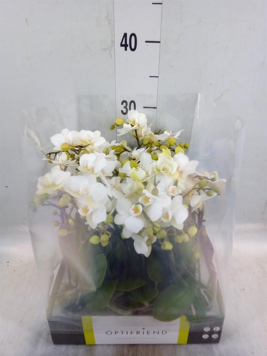 <h4>Phalaenopsis multi. ...white</h4>