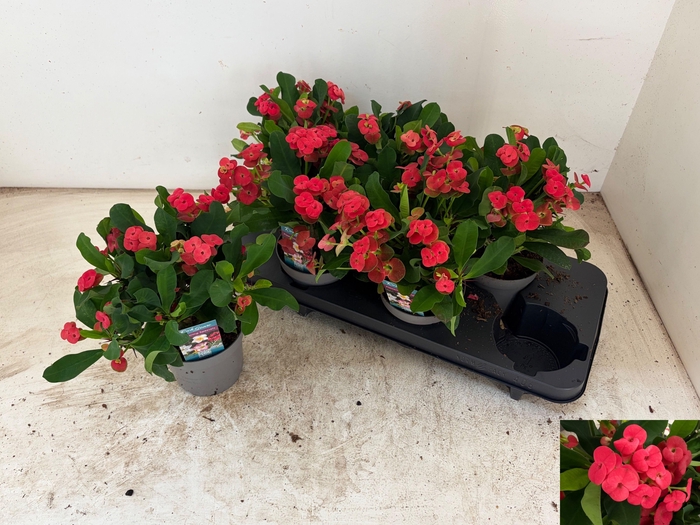 <h4>EUPHOR MI VULCANUS</h4>