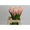 Zantedeschia Eydolls Salmon