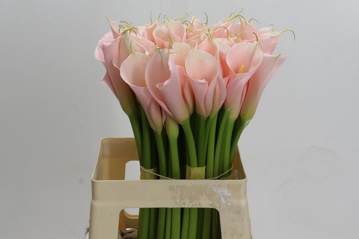 <h4>Zantedeschia Eydolls Salmon</h4>