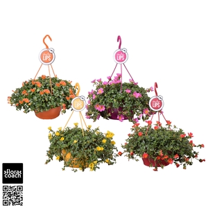 MoreLIPS® Portulaca Mix