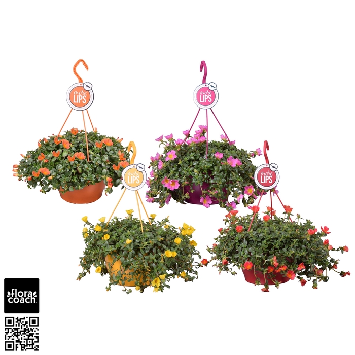 <h4>MoreLIPS® Portulaca Mix</h4>