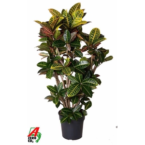 Codiaeum Petra vertakt P31