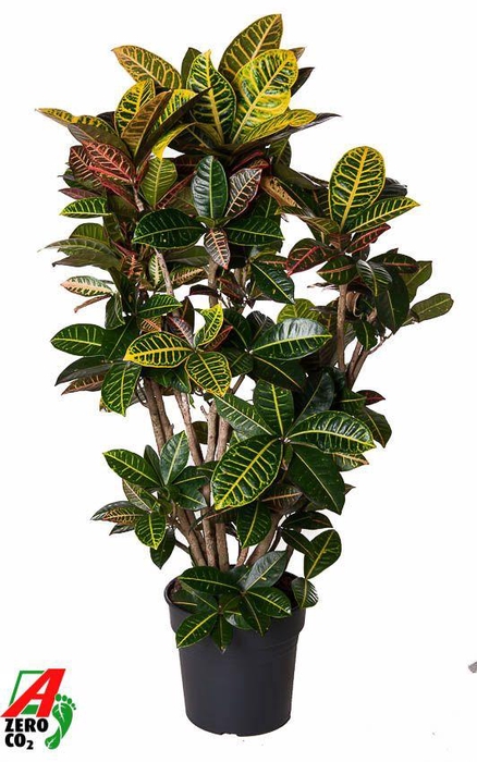 <h4>Codiaeum Petra vertakt P31</h4>