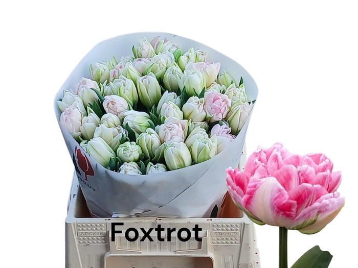 <h4>TU DU FOXTROT</h4>