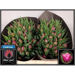 Tulipa do double princess