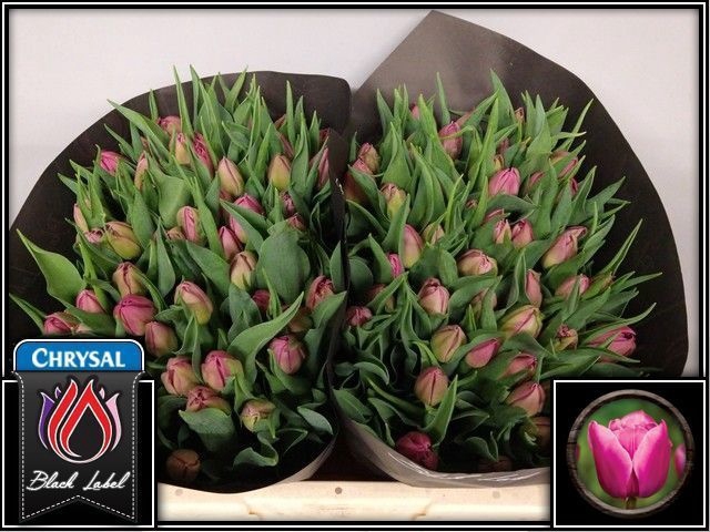 <h4>Tulipa do double princess</h4>
