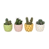 CACTUS MIX P6 L 66570