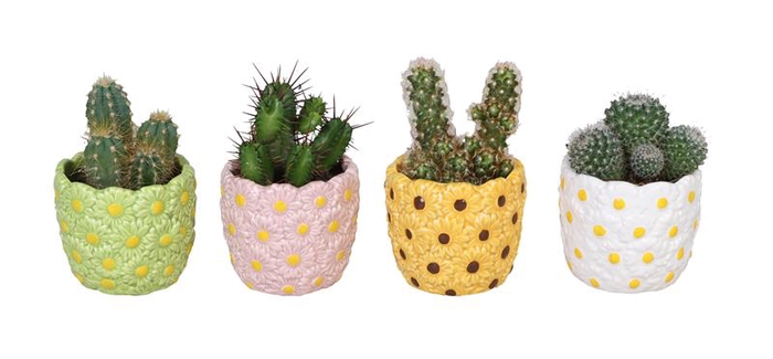 CACTUS MIX P6 L 66570