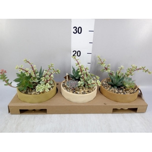 Arr.  Succulents L%