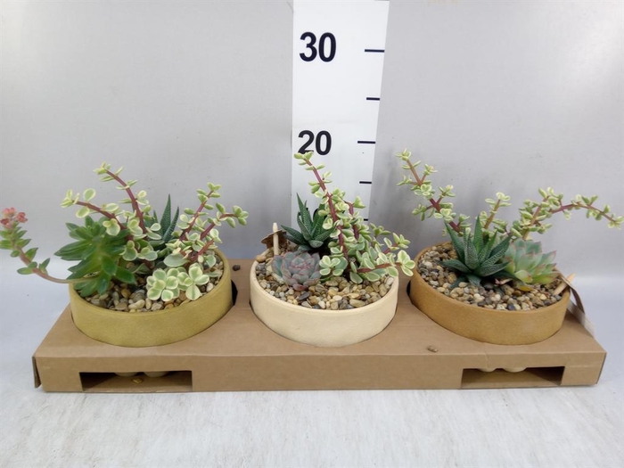<h4>Arr. Succulents L%</h4>