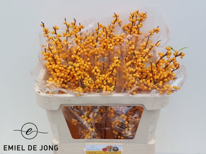 ILEX VE GOLD VERBOOM