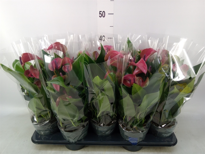 <h4>Anthurium andr. 'Pure Purple'</h4>