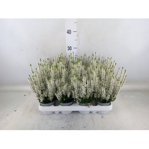 Calluna vulg. 'Beauty L Verenka'