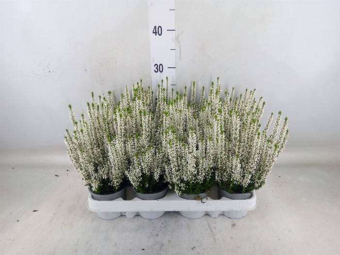 <h4>Calluna vulg. 'Beauty L Verenka'</h4>