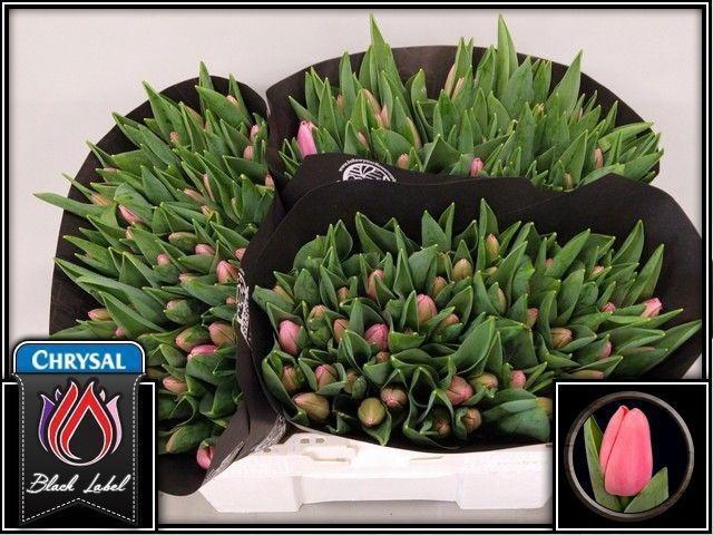 <h4>TU EN TRESOR</h4>