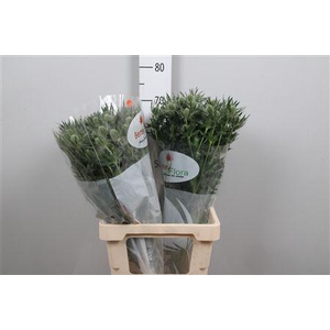 Eryn Mag Whit Lagoon