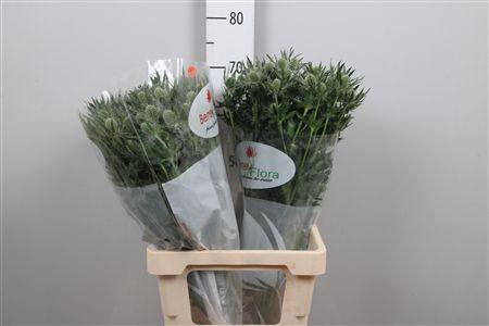 <h4>Eryn Mag Whit Lagoon</h4>