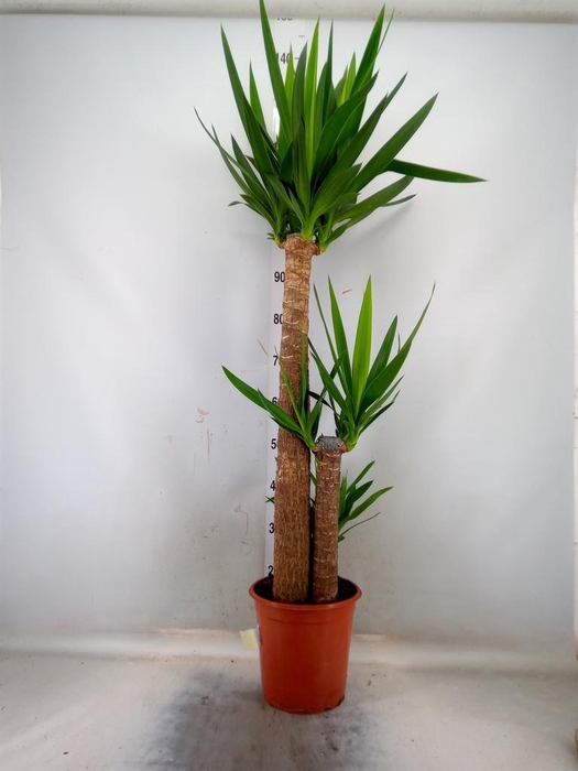 <h4>Yucca   ...</h4>