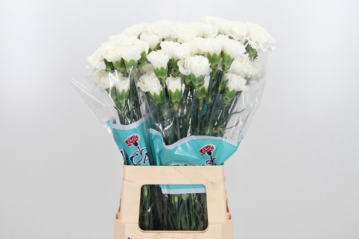 <h4>Di St Diamante</h4>