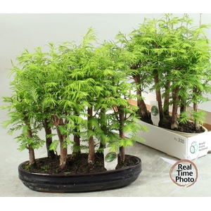 BONSAI OV