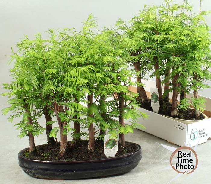 <h4>BONSAI OV</h4>