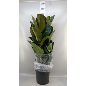 Ficus elastica 'Robusta'