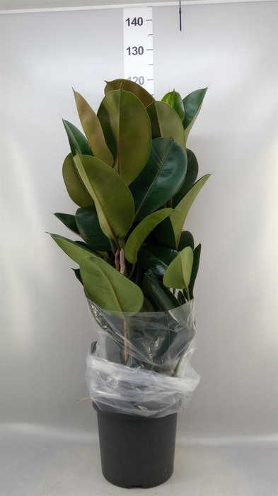 <h4>Ficus elastica 'Robusta'</h4>