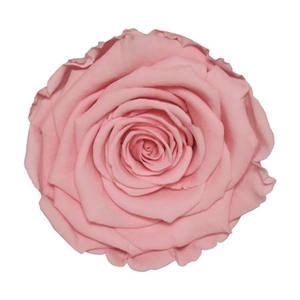 PRESERVED ROSA XL PIN 06