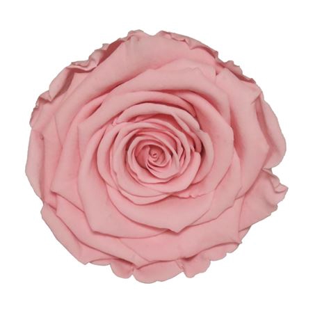 <h4>PRESERVED ROSA XL PIN 06</h4>