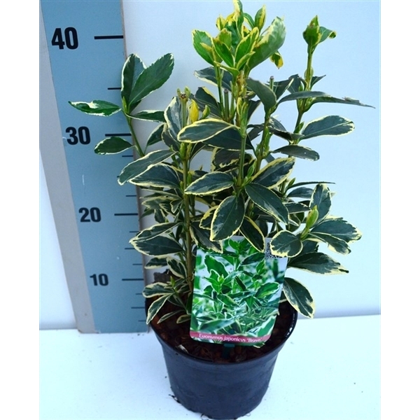 <h4>Euonymus japonicus 'Bravo'</h4>